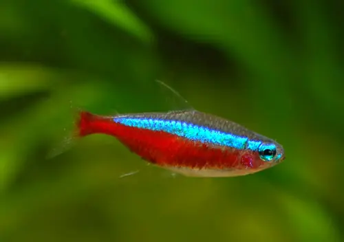 agua agua