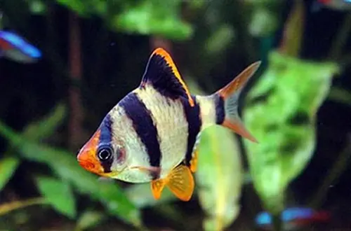 pecera pecera