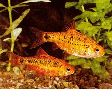peces peces