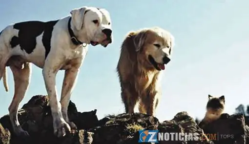 Los 11 perros mas famosos del mundo