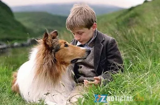 perros