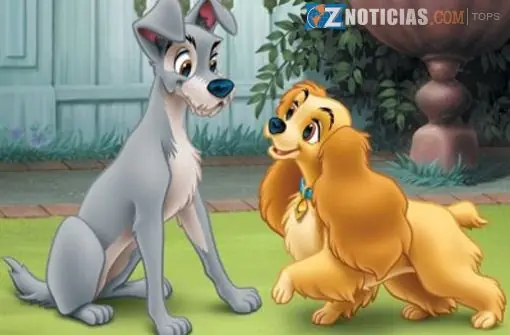 cachorros
