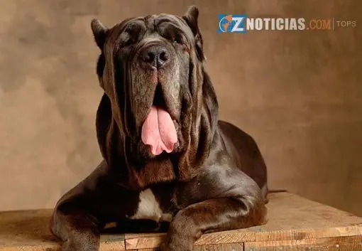 cachorros