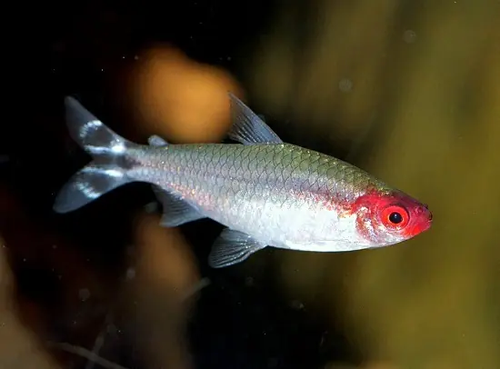 Acuario Acuario