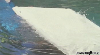 Gifs