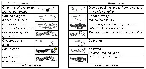 serpientes venenosas