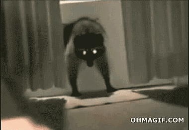 Gifs