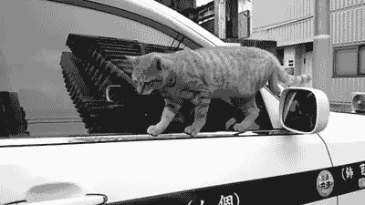 Gifs