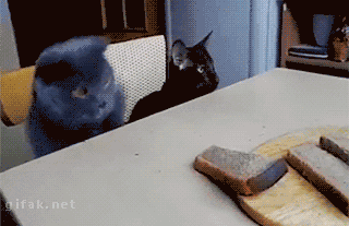 gifs de humor
