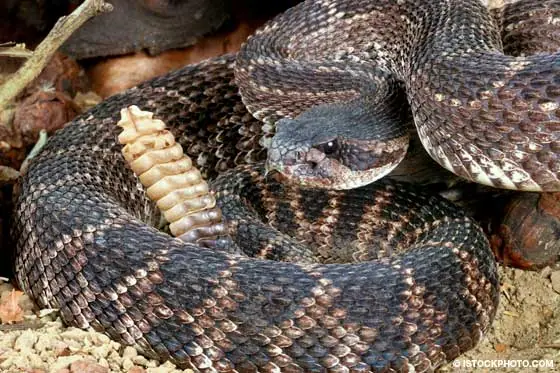 mordedura de serpiente