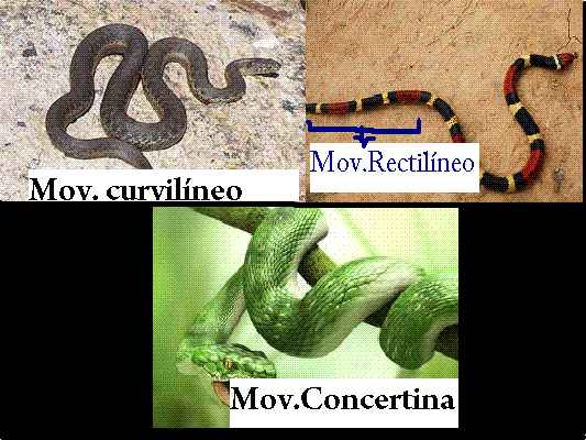 mordedura de serpiente
