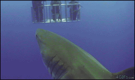 gifs de humor