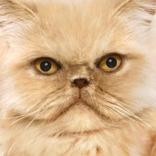 lince