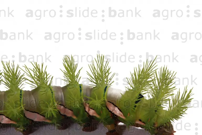 Encontre una oruga venenosa y te lo muestro + Noticia