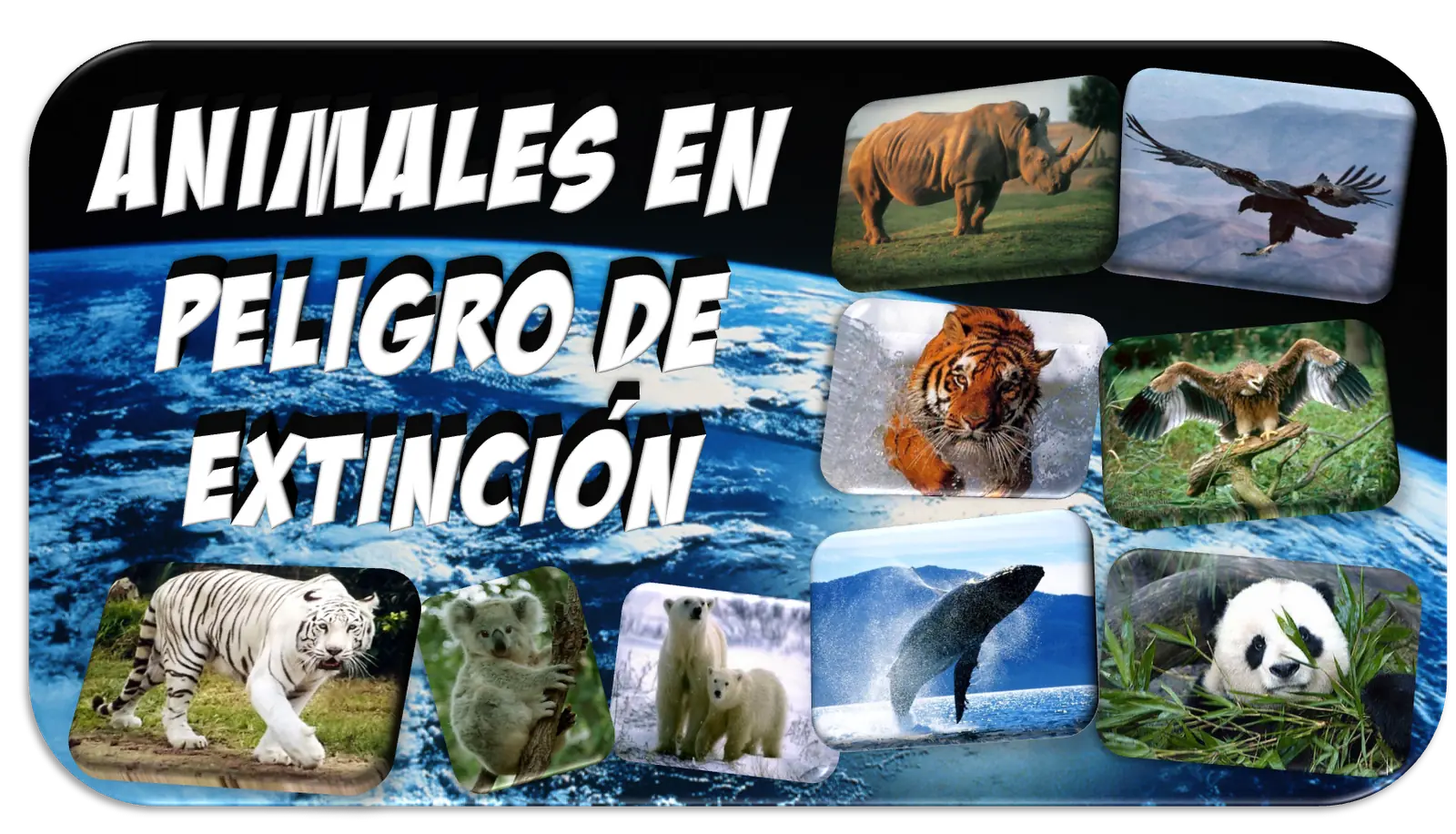 Muere 1 de los 6 rinocerontes blancos que quedan en el mundo
