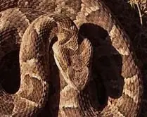 mordedura de serpiente