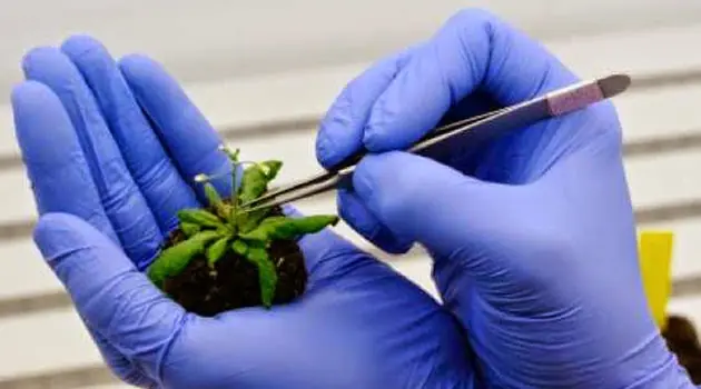 ¿Conoces los alimentos transgénicos ?