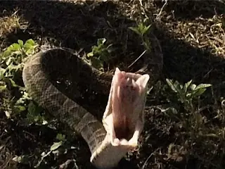 Serpientes venenosas de la Argentina