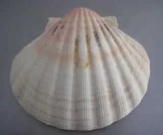 moraleja