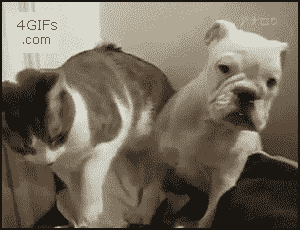 Gifs