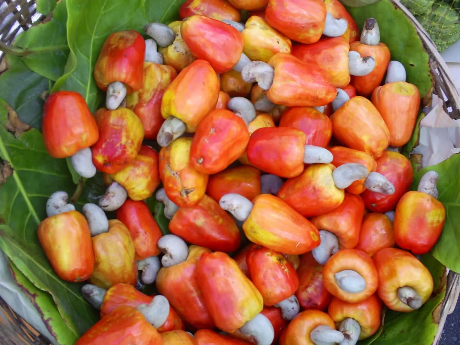 origen vegetal