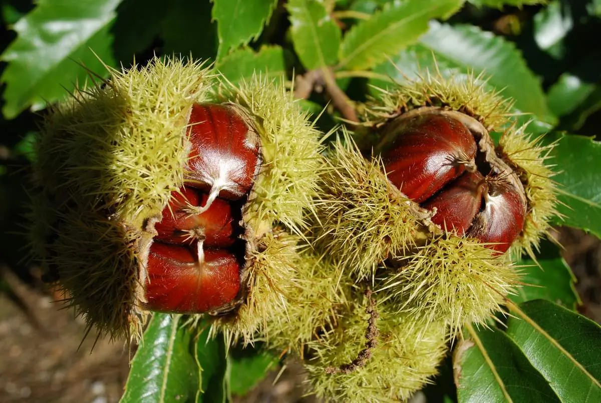 frutos secos