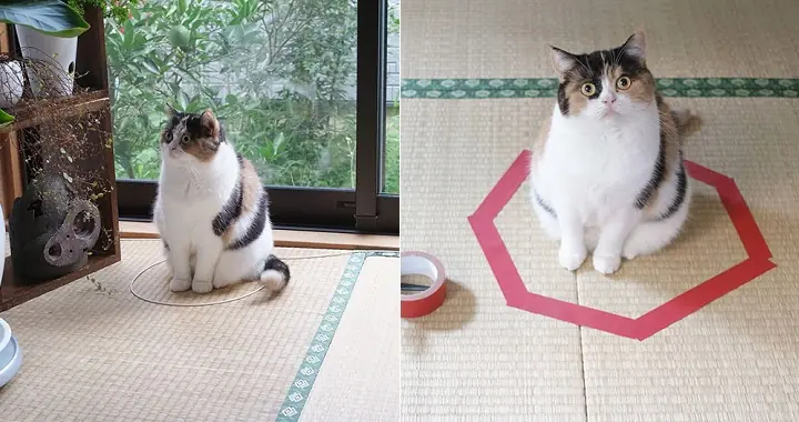 Mirá donde se metieron estos gatos