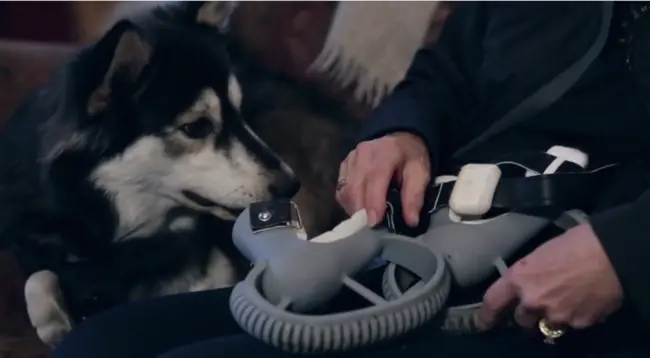 perro