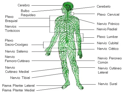 ¿Como fúnciona el Sistema nervioso ?