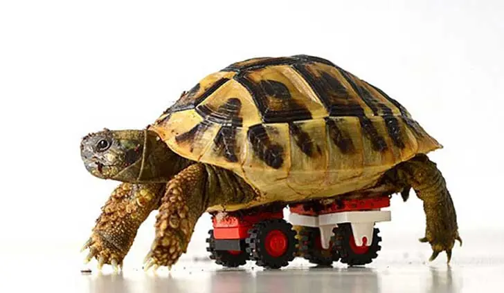 tortuga