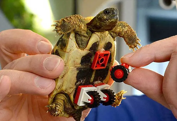 Creó una silla de ruedas con Legos para su tortuga