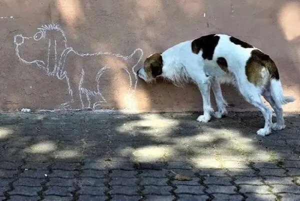 cosas