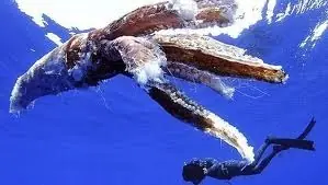 Vida en el Mar