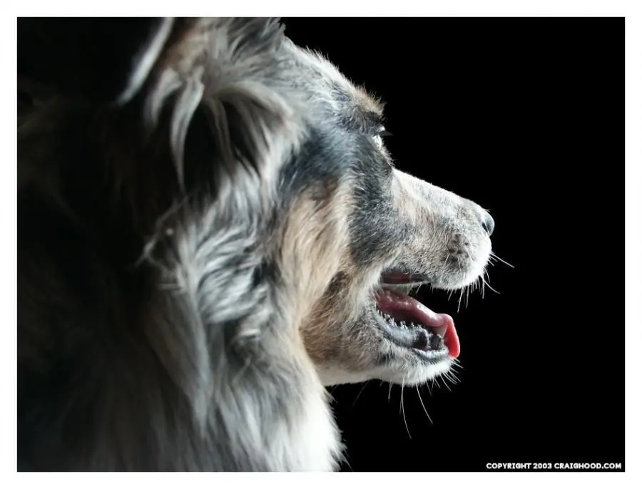 Animales