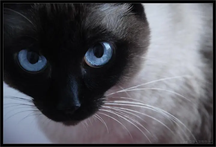 Animales