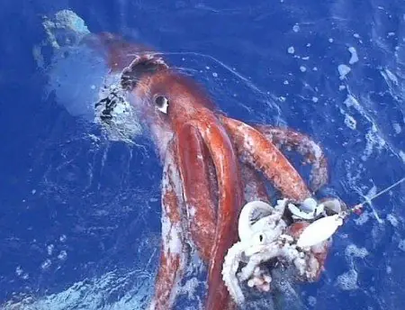 Calamar Gigante de 8 Metros