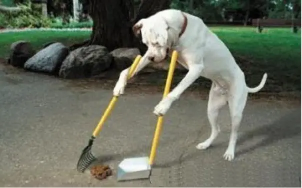 Animales