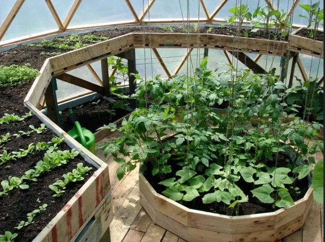 plantas