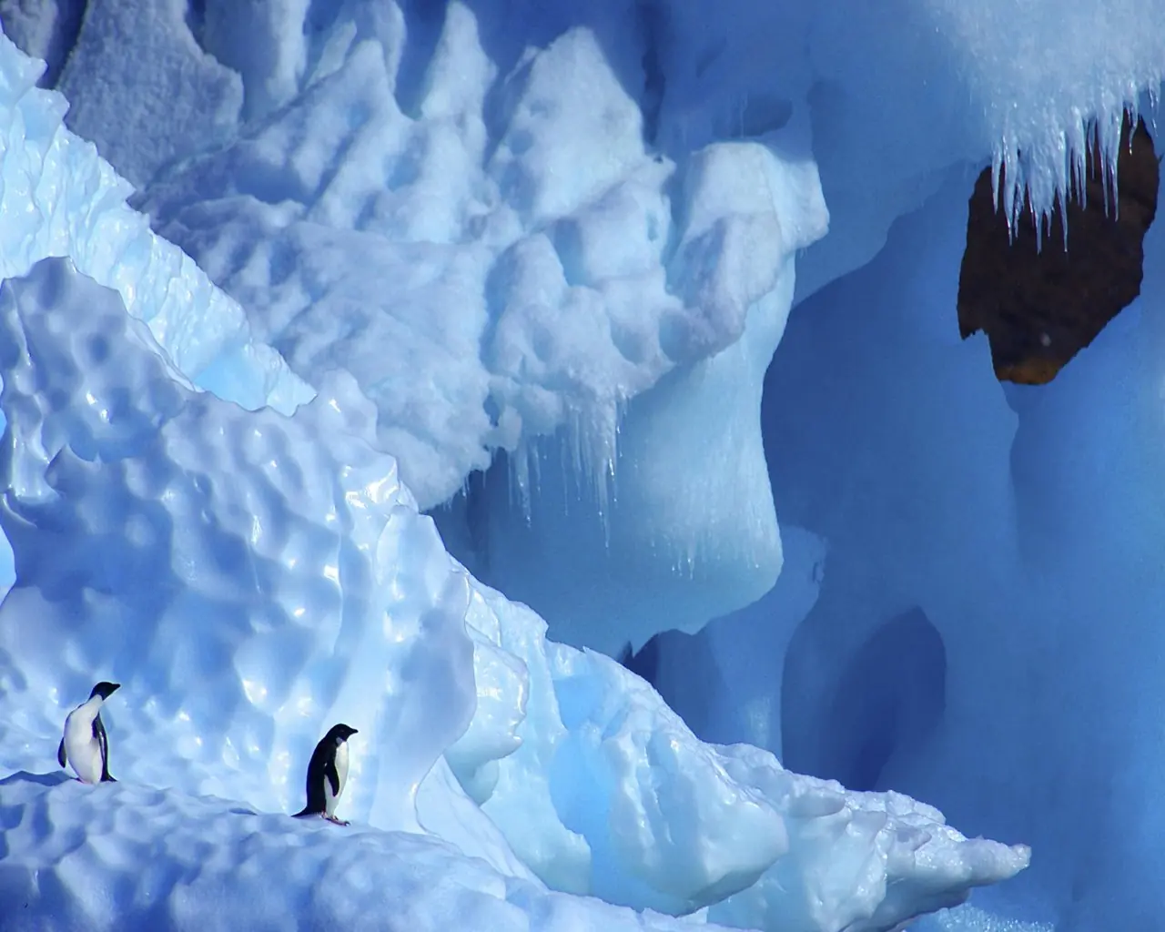 Conociendo al Pingüino Adelia