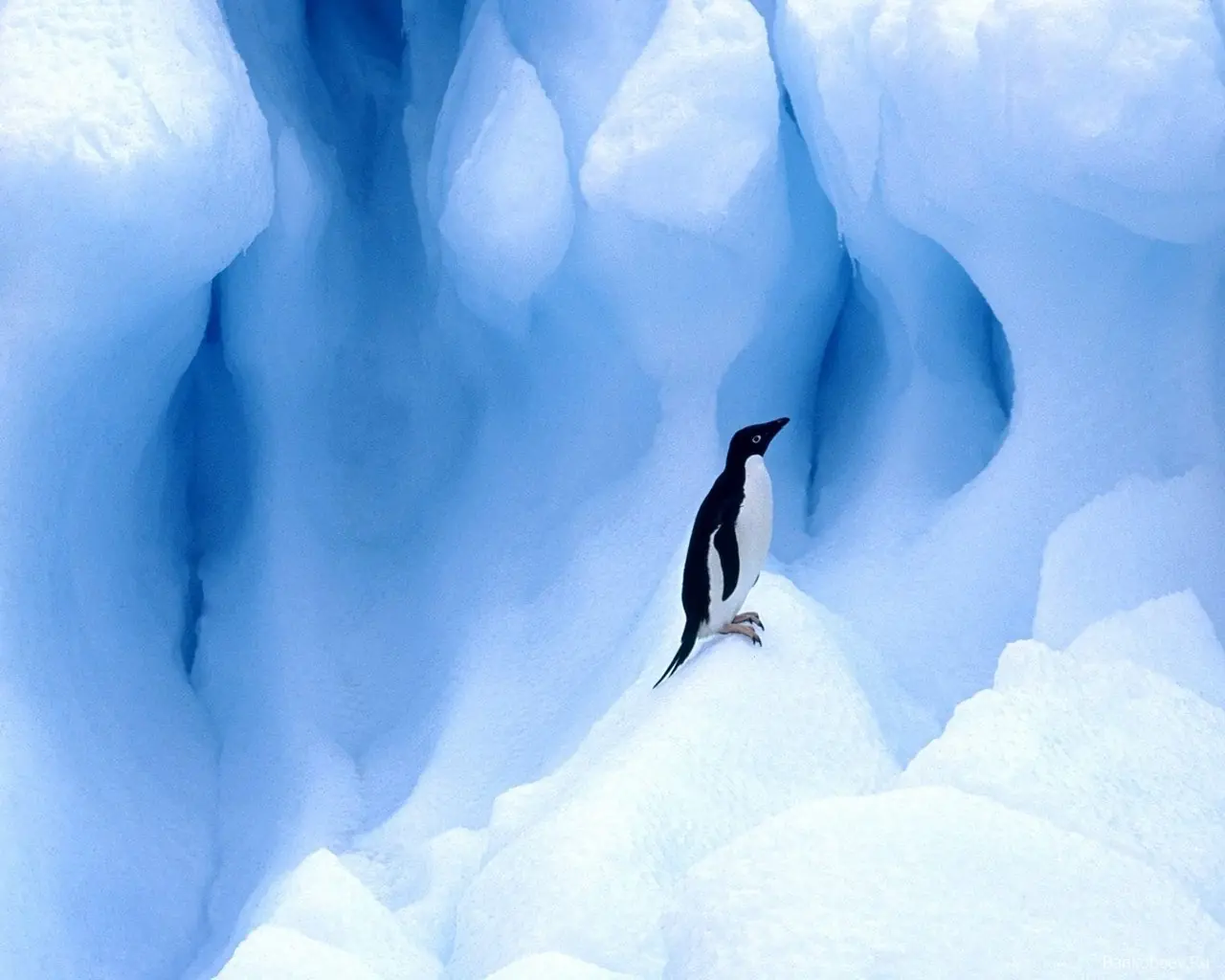 Conociendo al Pingüino Adelia