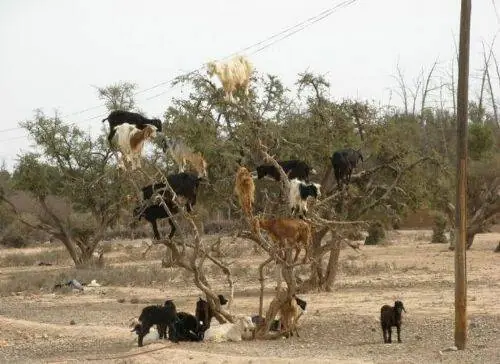 Un día normal en Africa .