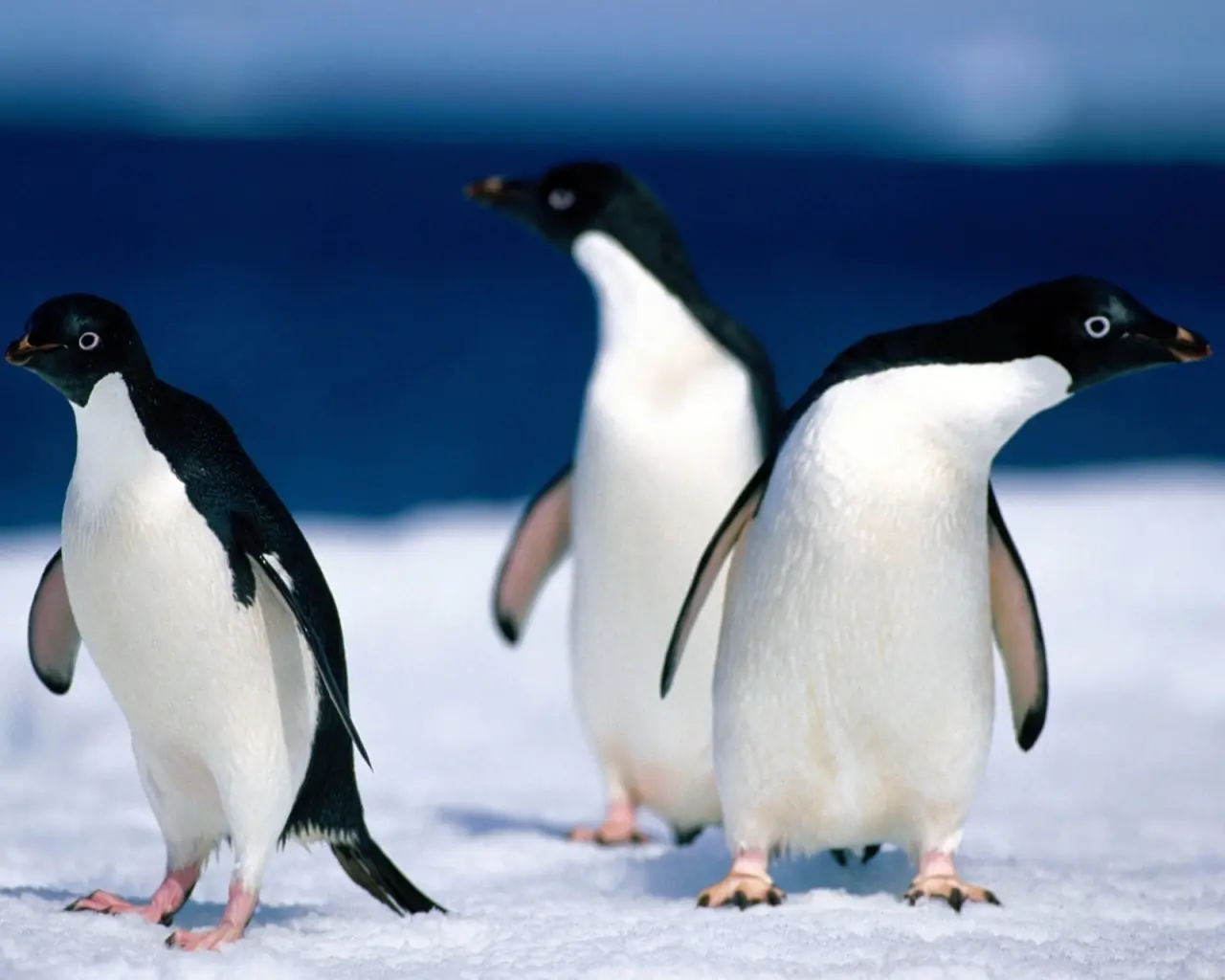 pingüino