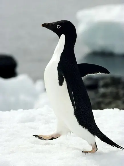 pingüino