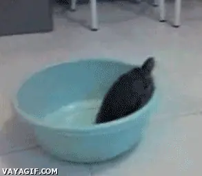 Megapost gifs