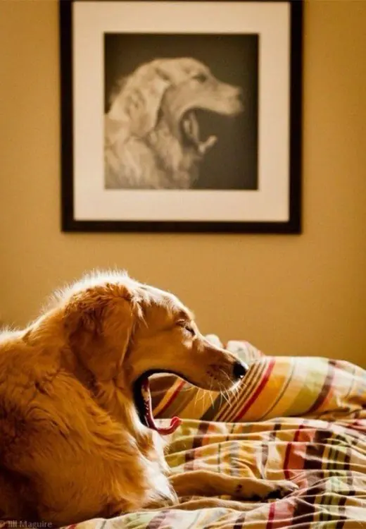 Fotos de perros, tomadas en el momento justo!