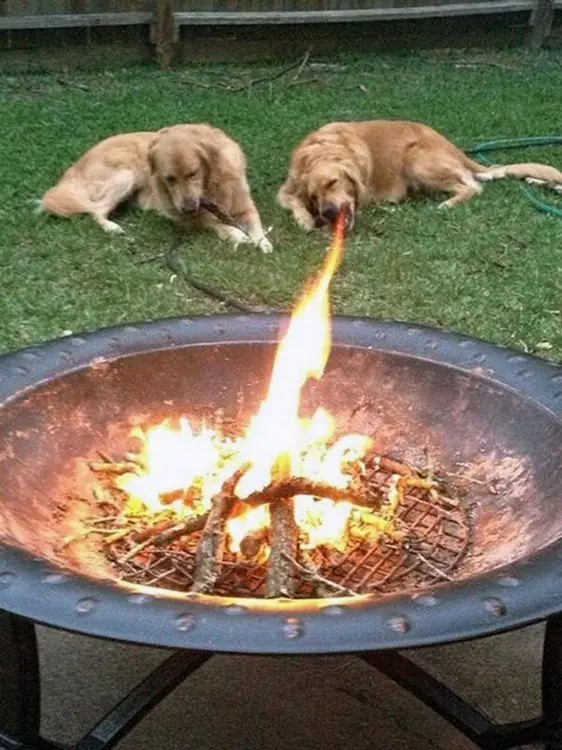 Fotos de perros, tomadas en el momento justo!