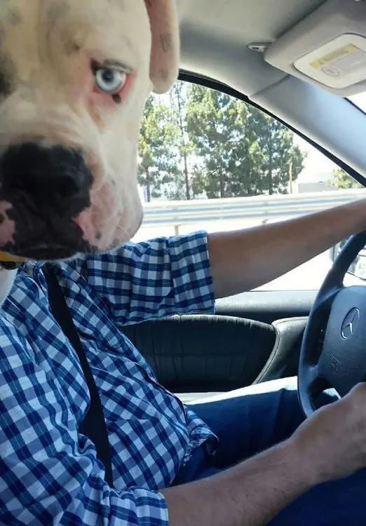perros