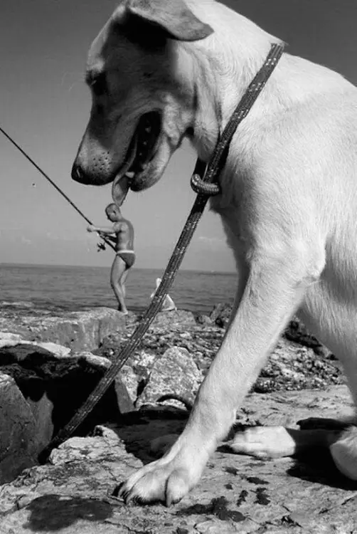 perros