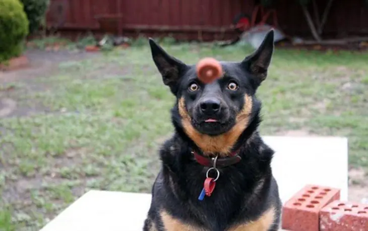 perros