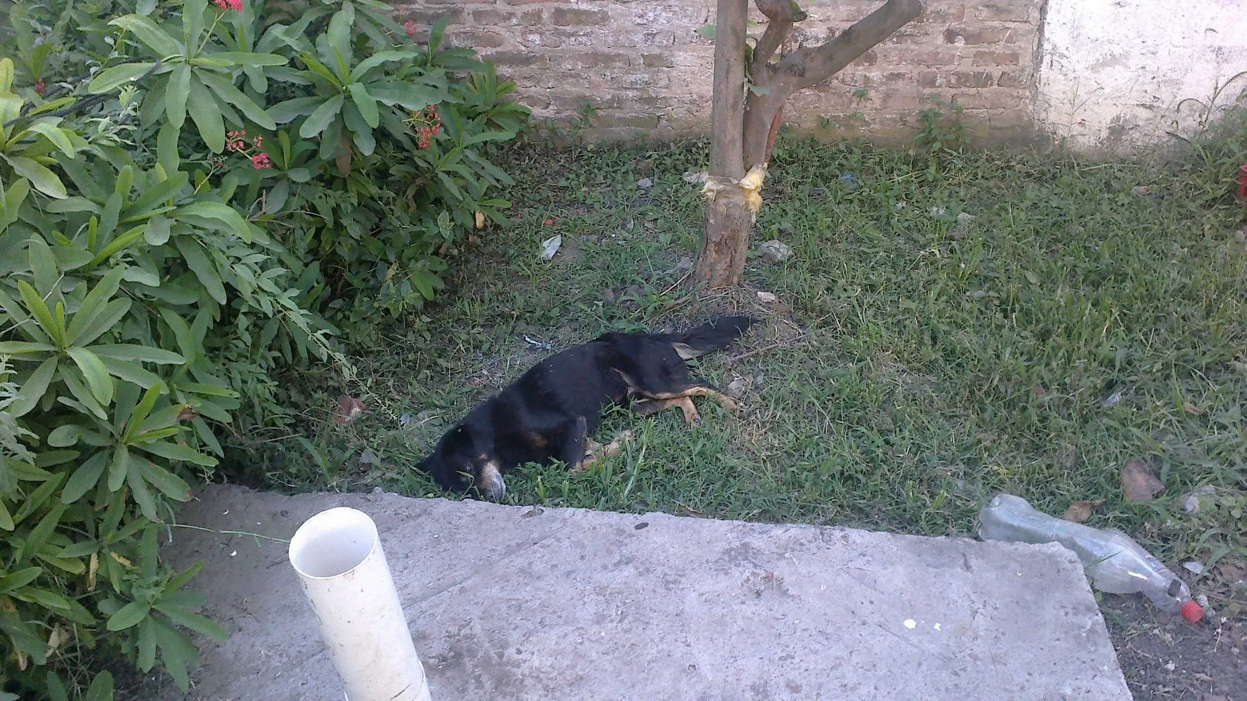 aparicion